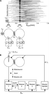 Effective Stimulation Type and Waveform for Force Control of the Motor Unit System: Implications for Intraspinal Microstimulation